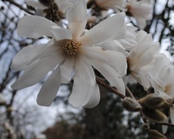 <strong>Star magnolia</strong> Star magnolia (Magnolia stellata)