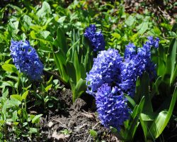 Hyacinth (Hyacinthus orientalis)