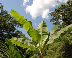 Ethiopian banana (Ensete ventricosum)