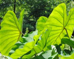 Elephant ears (Colocasia)