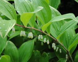 <strong>Solomon’s seal</strong> Solomon’s seal