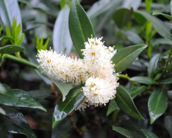 <strong>Cherry laurel "Otto Luyken" </strong> Cherry laurel "Otto Luyken"