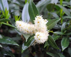 Cherry laurel "Otto Luyken"