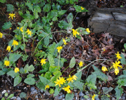 <strong>Trout lily</strong> Trout lily