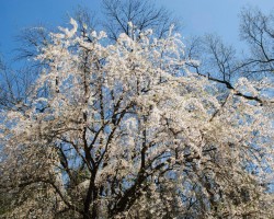 <strong>Yoshino cherry</strong> Yoshino cherry (Prunus × yedoensis)