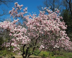 <strong>Saucer magnolia</strong> Saucer magnolia (Magnolia X soulangeana)