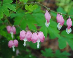 Bleeding heart