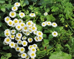<strong>Feverfew</strong> Feverfew