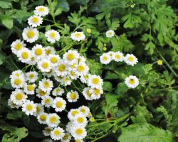 Feverfew