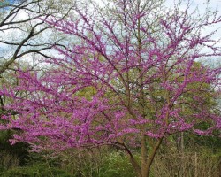 <strong>Eastern redbud</strong> Eastern redbud (Cercis canadensis)