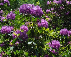 <strong>Rhododendron “Lees Dark Purple”</strong> Rhododendron “Lees Dark Purple”