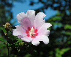 <strong>Rose of Sharon</strong> Rose of Sharon