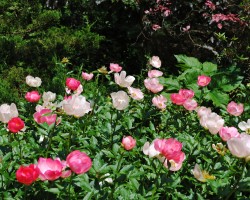<strong>Herbaceous Peony</strong> Herbaceous Peony