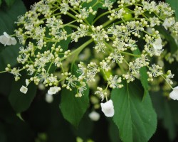 <strong>Climbing hydrangea</strong> Climbing hydrangea