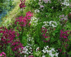 Japanese primrose