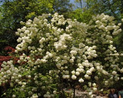 <strong>Chinese snowball </strong> Chinese snowball