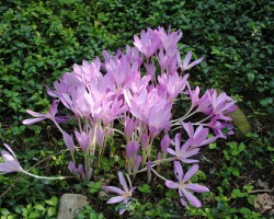 <strong>Autumn crocus</strong> Autumn crocus