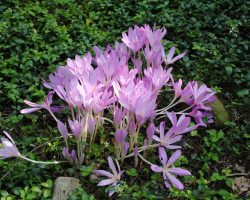 Autumn crocus