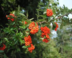 Firethorn