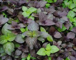 Perilla (Perilla frutescens)