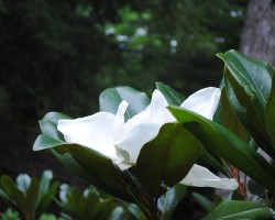 <strong>Magnolia grandiflora "Edith Bogue"</strong> Magnolia grandiflora "Edith Bogue"