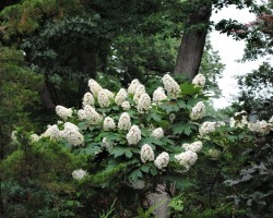 <strong>Hydrangea "Snow Queen"</strong> Hydrangea “Snow Queen” (Quercifolia)