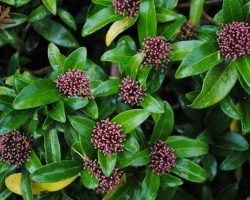 Japanese Skimmia