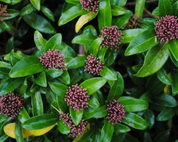 <strong>Japanese Skimmia</strong> Japanese Skimmia