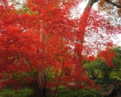 Japanese maple “Fireglow”