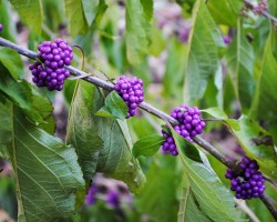 <strong>American beautyberry</strong> American beautyberry