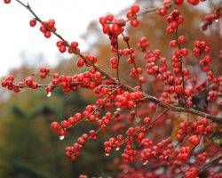 Winterberry
