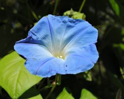 Morning glory