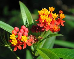 Tropical milkweed