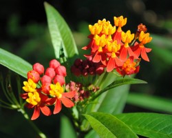 <strong>Tropical milkweed</strong> Tropical milkweed