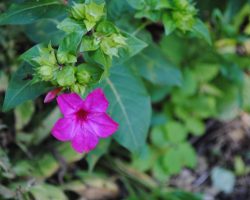 Four o'clock flower