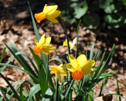 <strong>Daffodil</strong> Daffodil