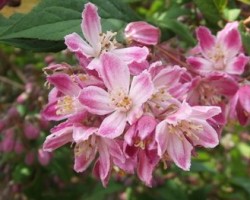 <strong>Deutzia x hybrid ‘Magicien’</strong> Deutzia x hybrid ‘Magicien’