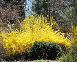 <strong>Forsythia</strong> Forsythia