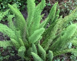<strong>Foxtail fern</strong> Foxtail fern (Asparagus aethiopicus)