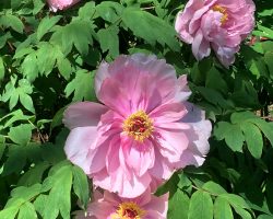 Tree peony