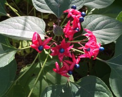 <strong>Clerodendrum</strong> Harlequin glorybower (Clerodendrum trichotomum)