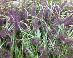 Fountain grass “Moudry”