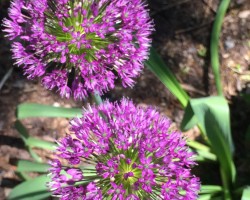 <strong>Allium</strong> Allium