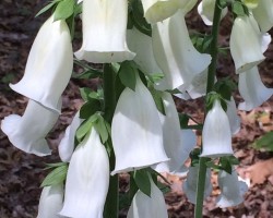 <strong> Foxglove</strong> Foxglove