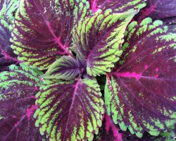 <strong>Coleus</strong> Coleus