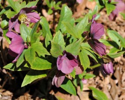 <strong>Lenten rose</strong> Lenten rose