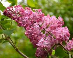 Hyacinth Lilac "Maiden Blush"