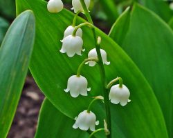 Lily of the valley