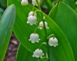 <strong>Lily of the valley</strong> Lily of the valley