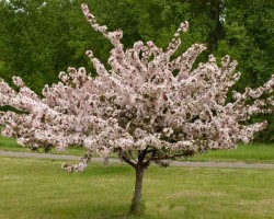 <strong>Crabapple</strong> Crabapple (Malus)